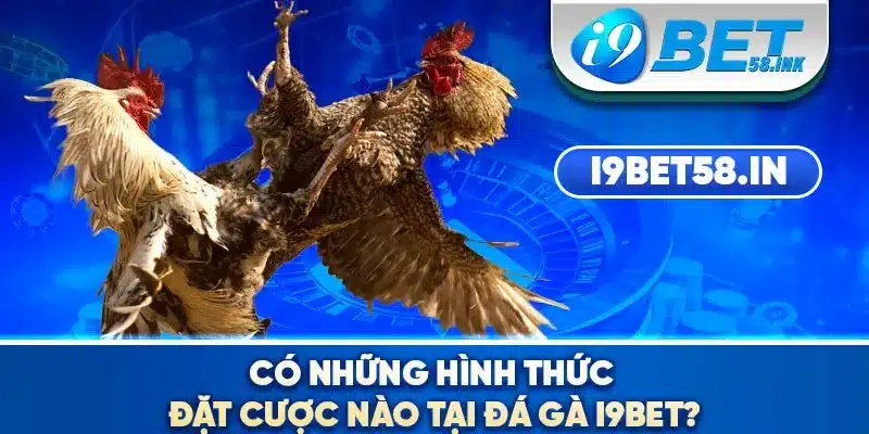 Có những hình thức đặt cược nào tại Đá Gà I9BET?