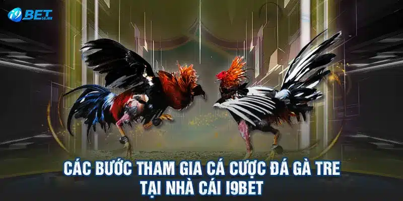 Các bước tham gia cá cược đá gà tre tại nhà cái I9BET