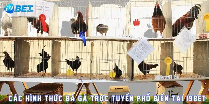 Các hình thức đá gà trực tuyến phổ biến tại I9BET