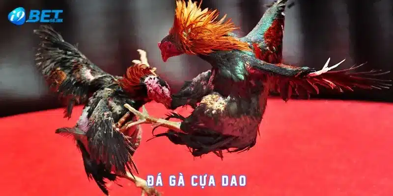 Đá gà cựa dao