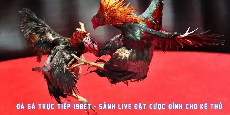 Đá Gà Trực Tiếp I9BET - Sảnh Live Đặt Cược Đỉnh Cho Kê Thủ