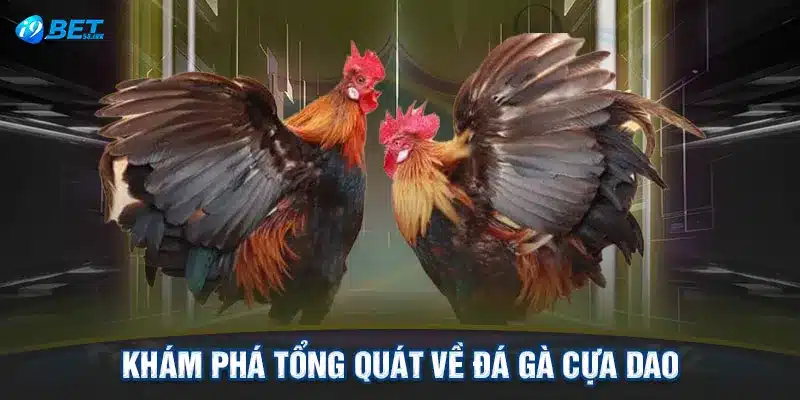 Khám phá tổng quát về đá gà cựa dao