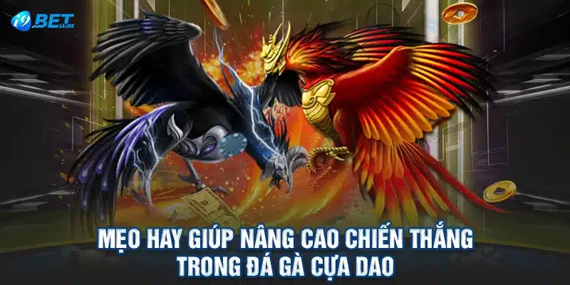 Mẹo hay giúp nâng cao chiến thắng trong đá gà cựa dao