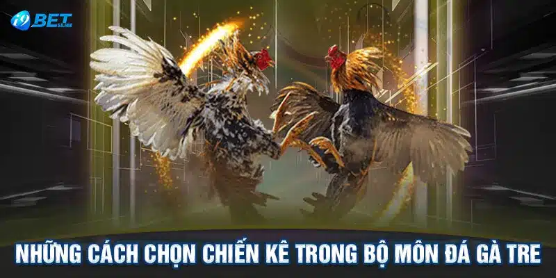 Những cách chọn chiến kê trong bộ môn đá gà tre