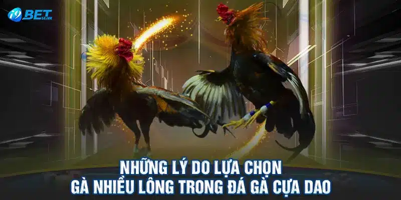 Những lý do lựa chọn gà nhiều lông trong đá gà cựa dao 