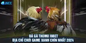 Đá Gà Thomo I9BET - Địa Chỉ Chơi Game Xanh Chín Nhất 2024